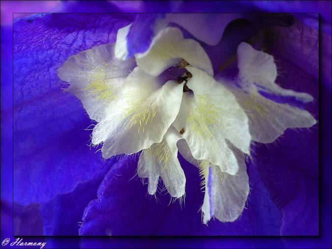 Coeur de Delphinium