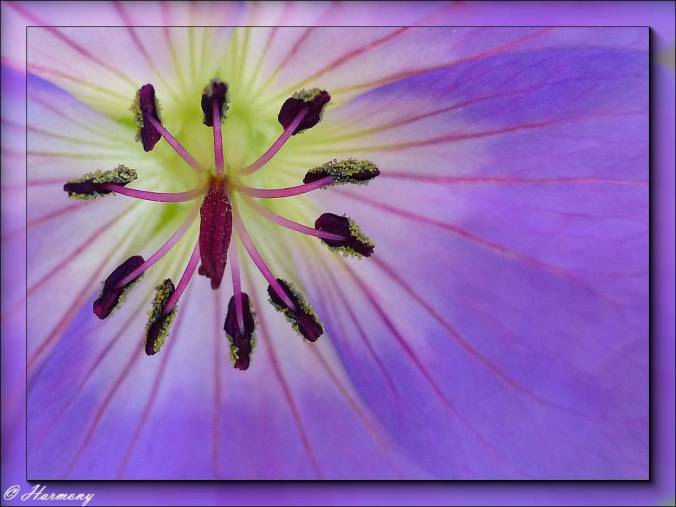 Coeur de géranium vivace