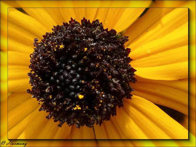 Coeur de Rudbeckia 1