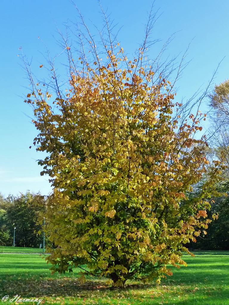 Lumière d'automne 1