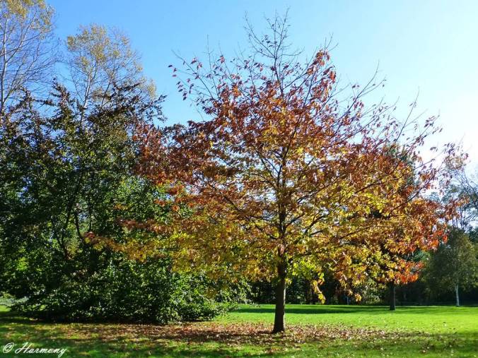 Soleil dans les branches