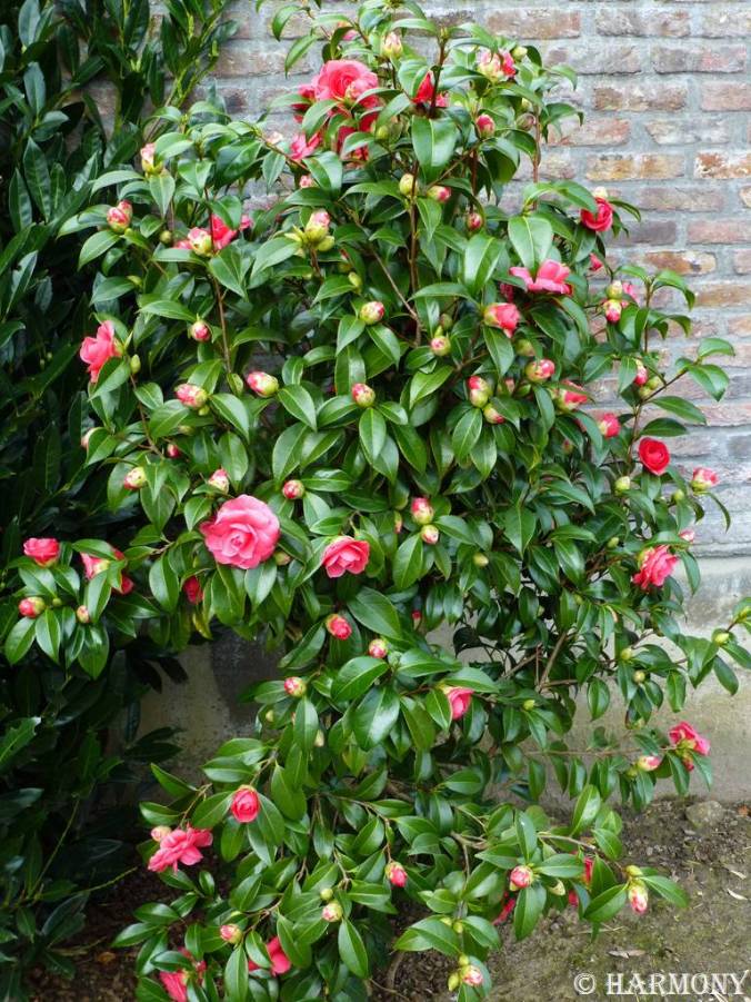 Camélia 6