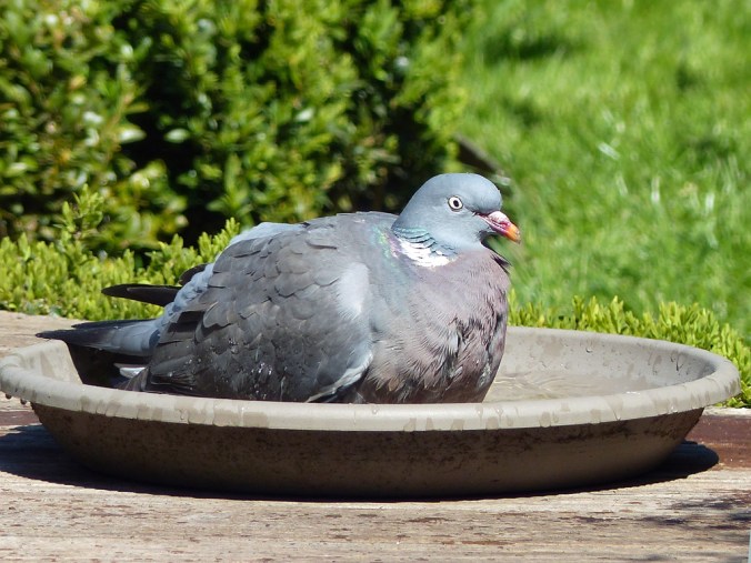 Pigeon 1