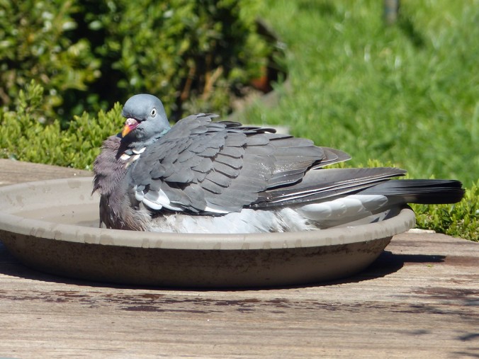 Pigeon 4
