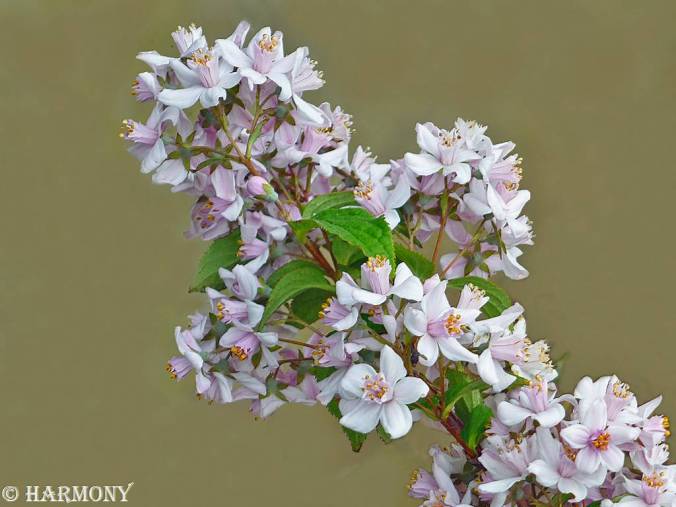 Deutzia Mont Rose
