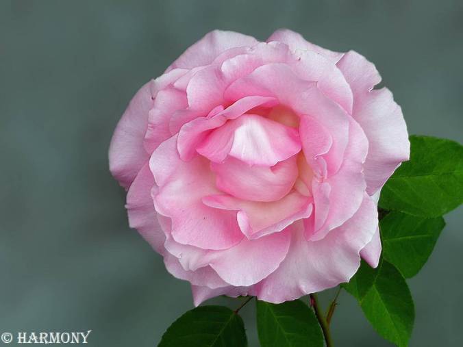 Rosier Grand Siècle