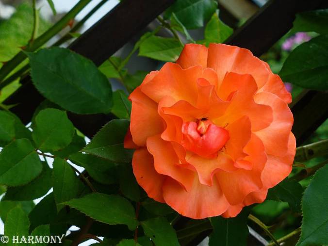 Rosier grimpant Métanoïa