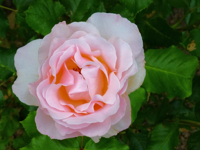 Rosier Jardin de Bagatelle