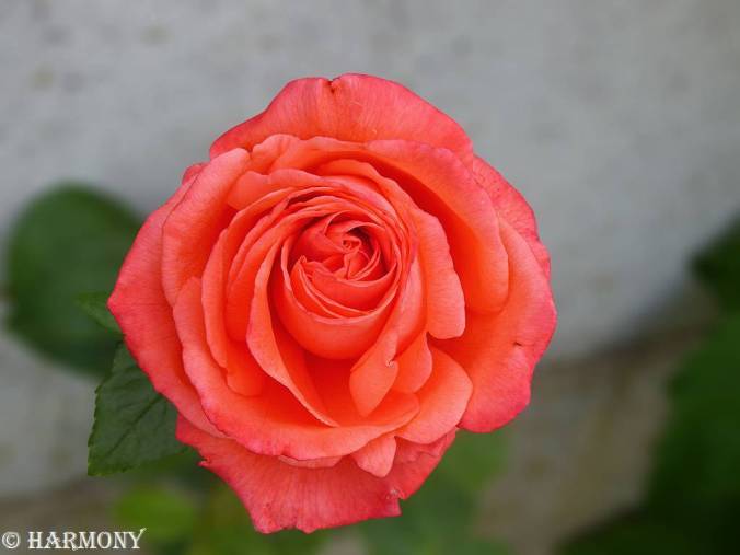Rose saumon orange.-