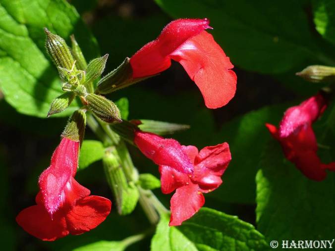 Salvia microphylla.-