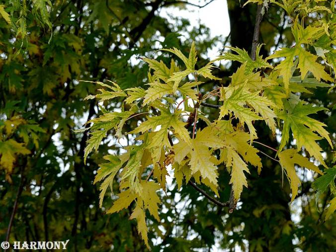 Feuillages d'automne 2