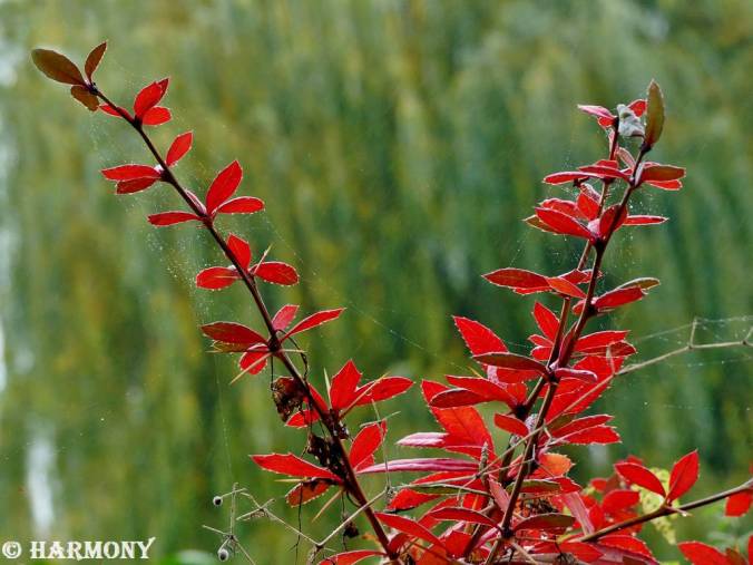 Feuillages d'automne 3