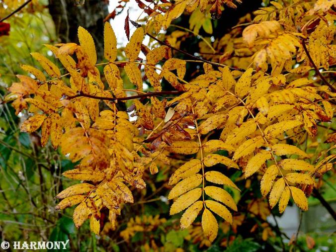 Feuillages d'automne 4