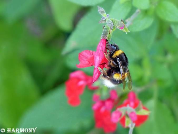 Dernier bourdon de l'automne