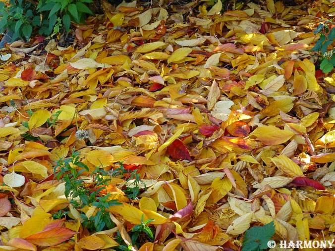 Tapis de feuilles