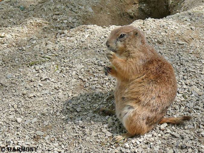 Chien de prairie 2