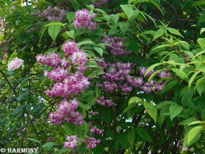 Deutzia longifolia Veitchii