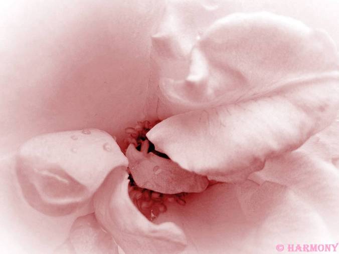 Le baiser de la rose 1