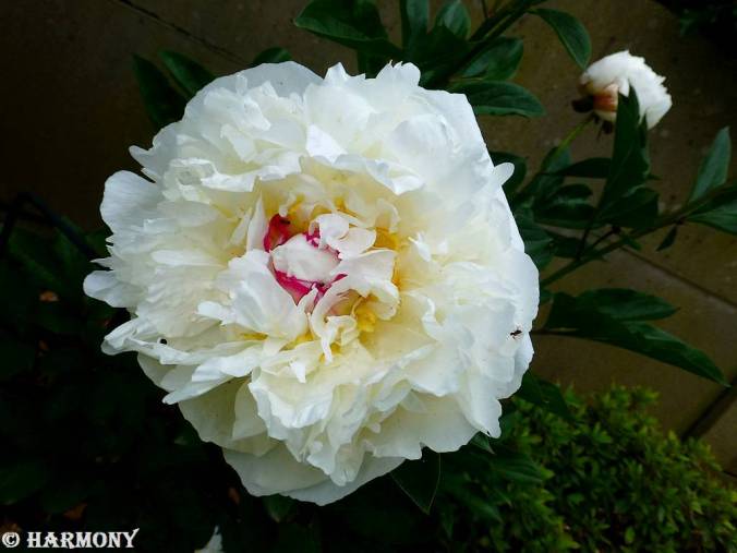 Pivoine blanche coeur rubis.-