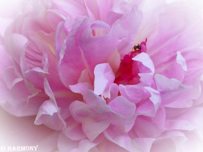 Pivoine Sorbet 1 copie