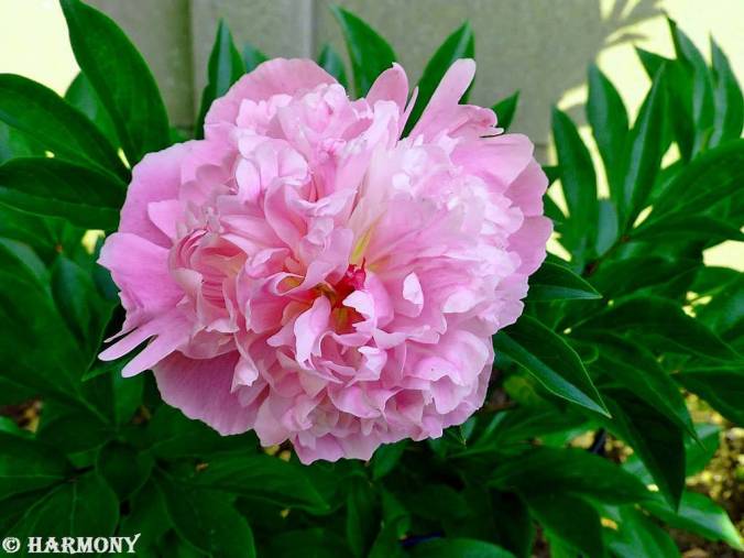Pivoine Sorbet 2