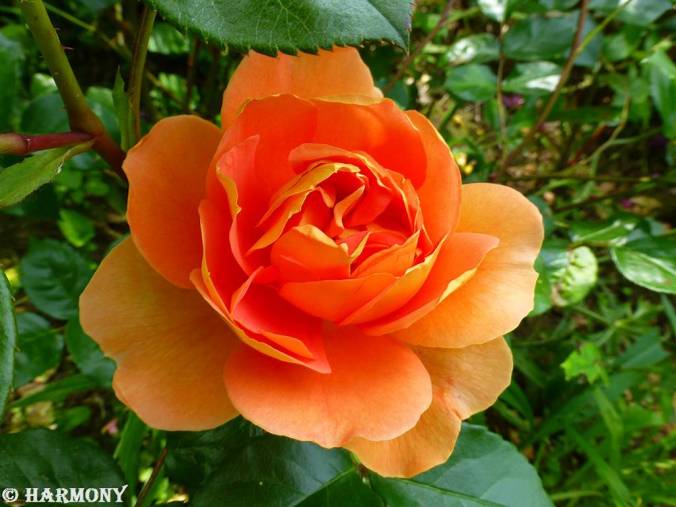 Rose Orange