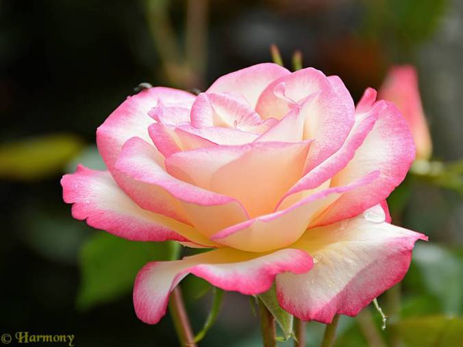 Rosier grimpant Handël.-