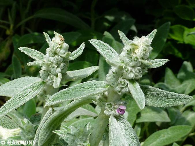 Stachys Bizantina