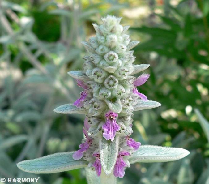Stachys byzantina 1
