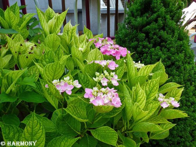 3.Hortensia près de l'entrée.