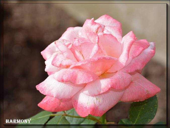 rose-bicolore-1