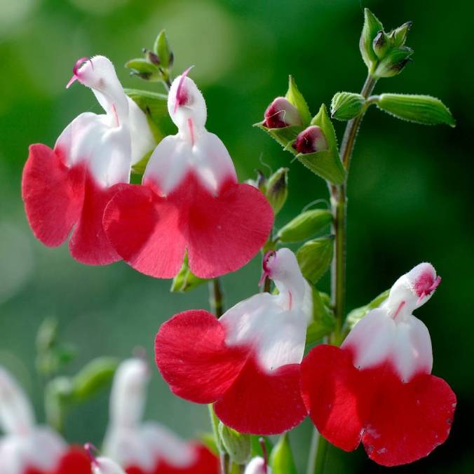 salvia-microphylla-hot-lips