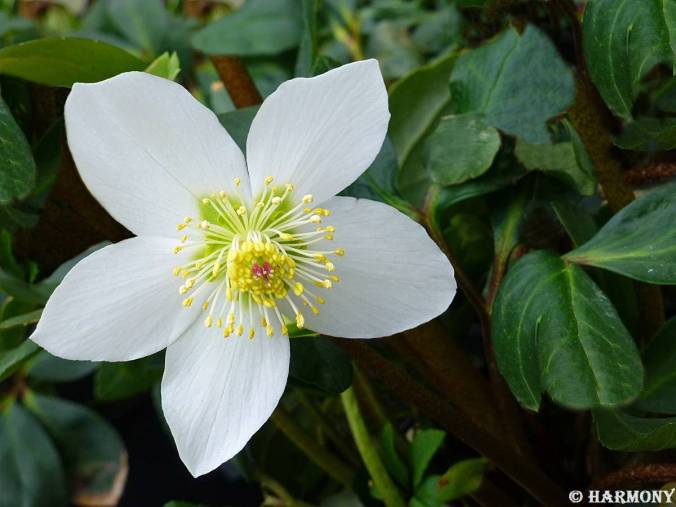 hellebore