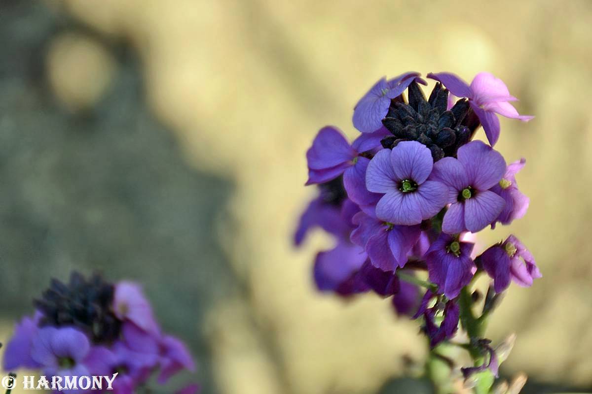 erysimum bowles mauve-